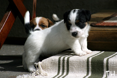 100619_robin & romeo.jpg - Romeo & Robin